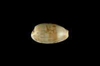 藏品(黑痣寶螺)的圖片